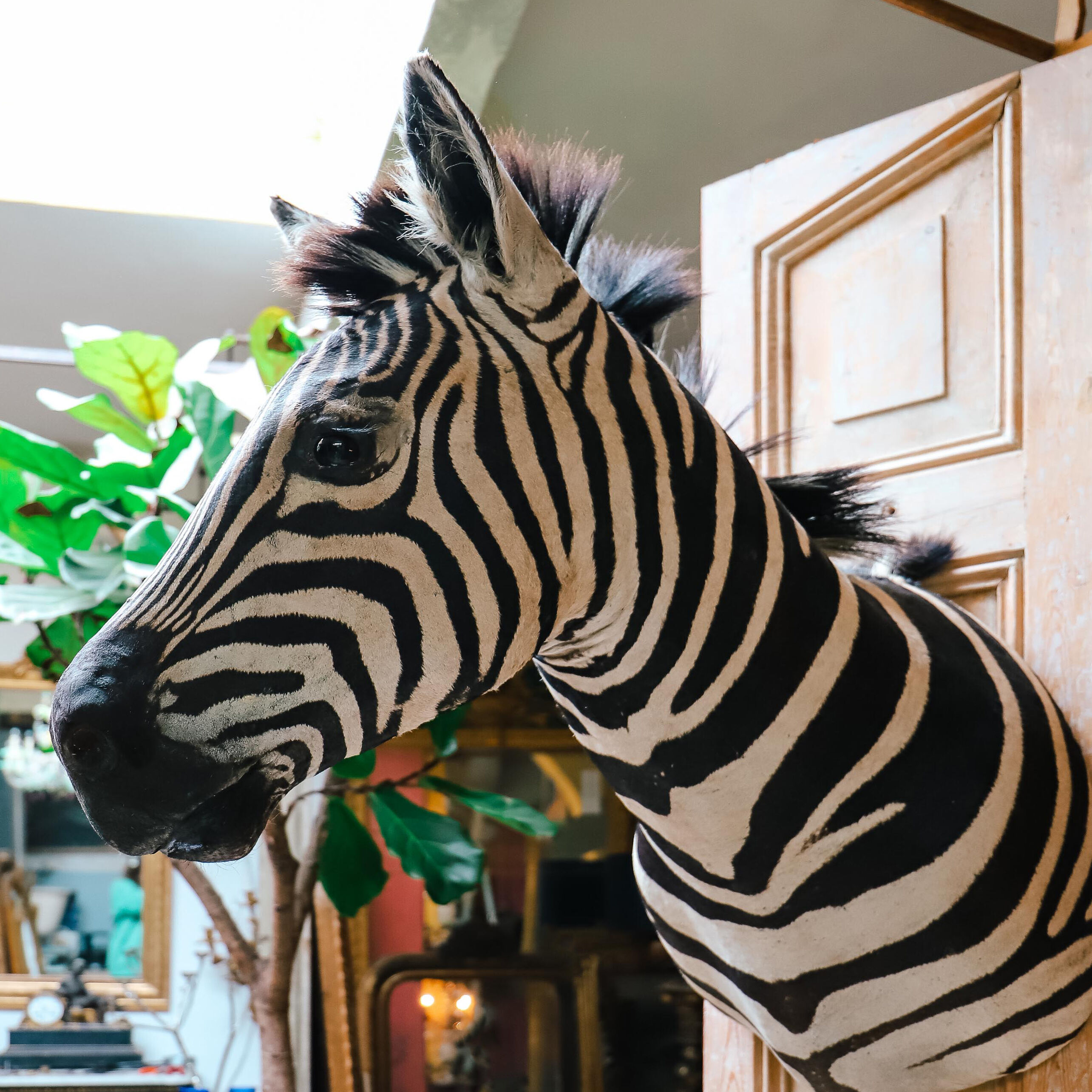Zebra Taxidermy Set