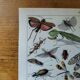 Page 1 of 12 Original lithograph on insects