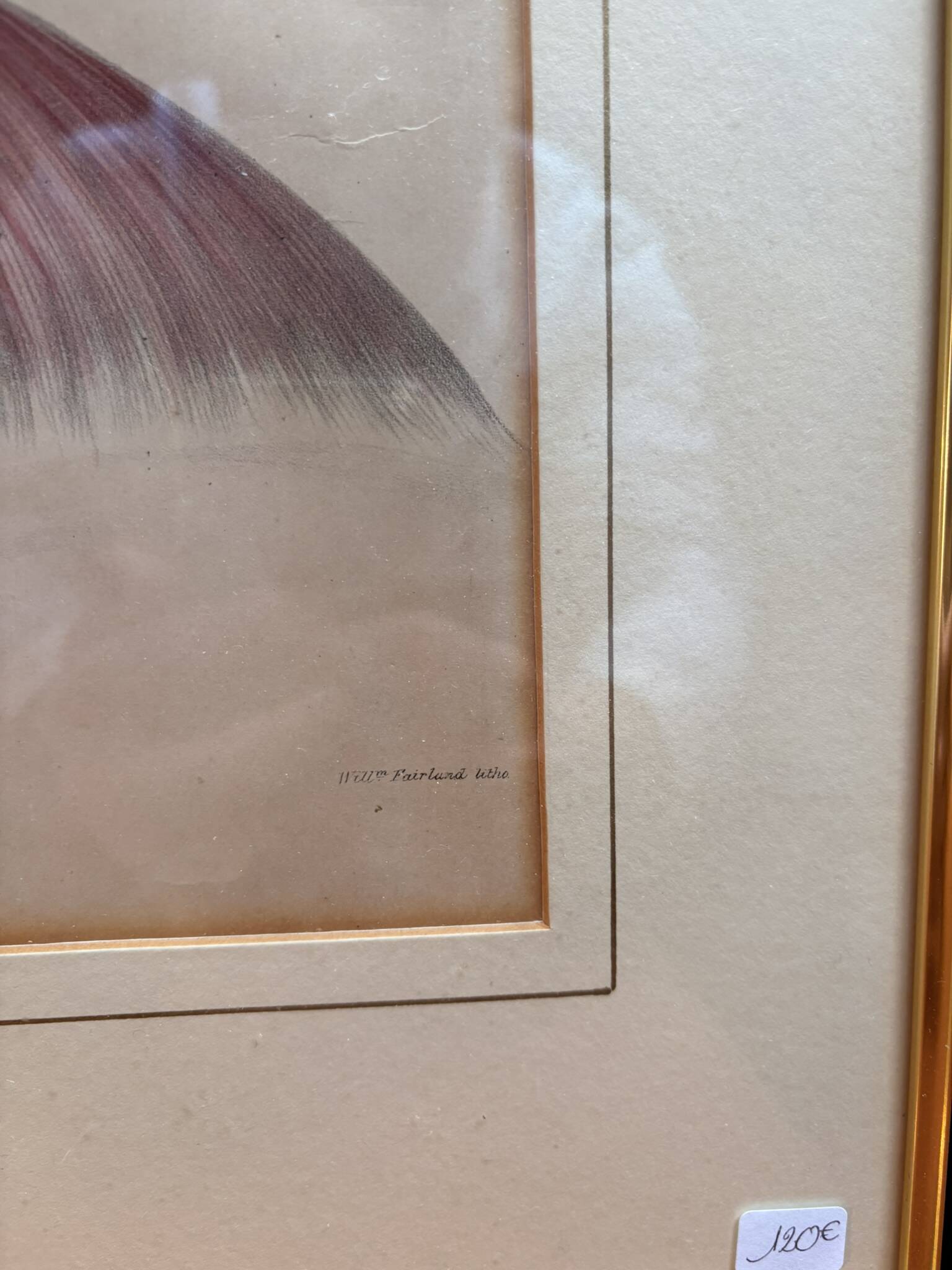 Print Engraving 19th Century The Salivary Gland Head Anatomy William Bagg