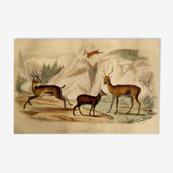 Original zoological board "Gazelle - Chamois - Musk - Axis" Buffon 1840
