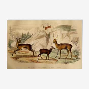 Planche originale zoologique "Gazelle - Chamois - Musc - Axis" Buffon 1840