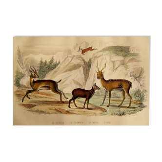 Planche originale zoologique "Gazelle - Chamois - Musc - Axis" Buffon 1840