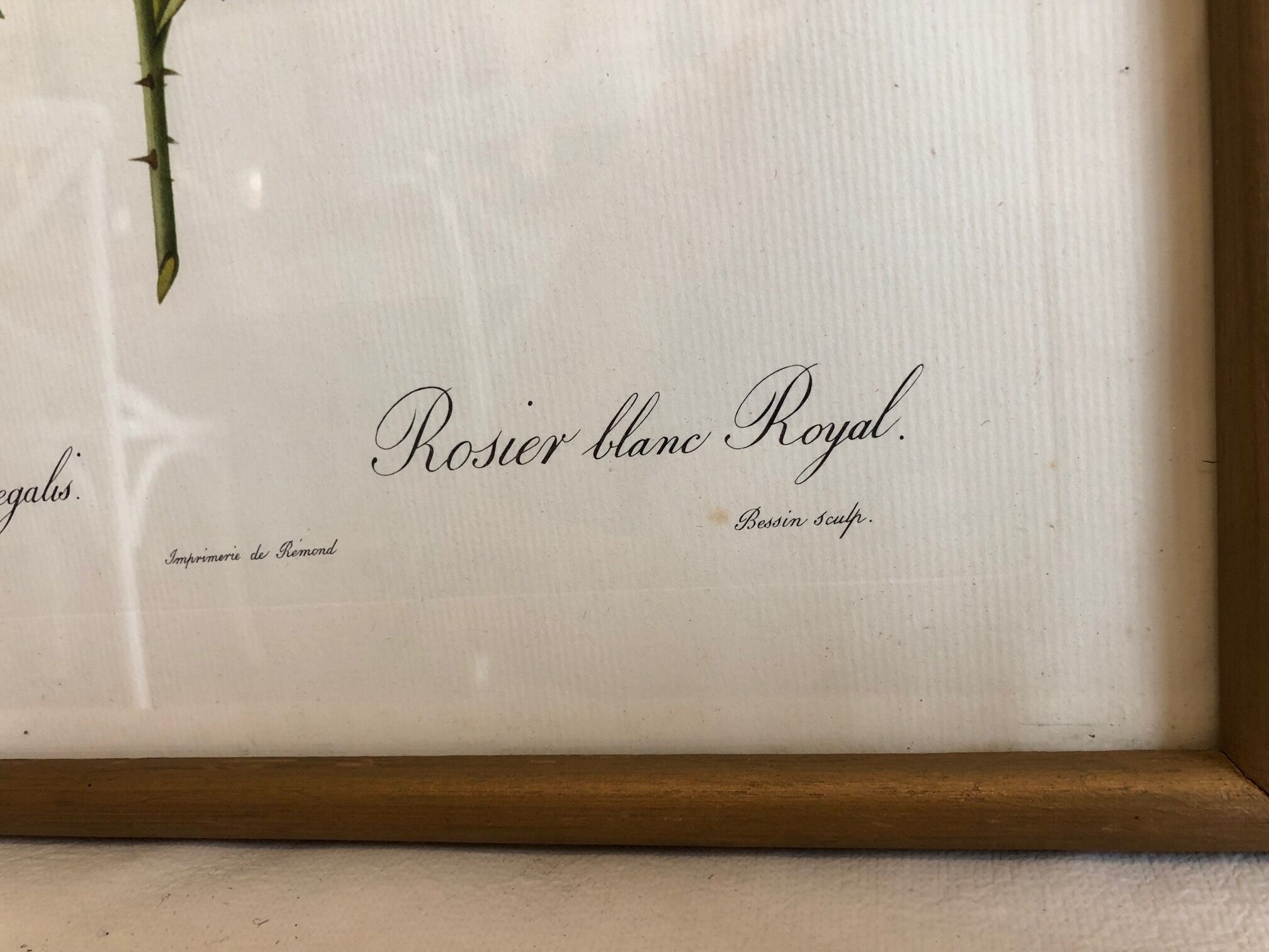 Dreaded Frame Rosa "Rosa alba Regalis"