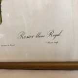 Dreaded Frame Rosa "Rosa alba Regalis"