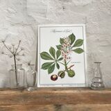 Botanical plank the Marronnier of India