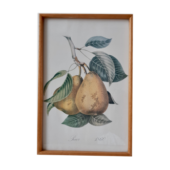 Botanical poster / pear lithograph 50s