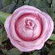 Théière en forme de rose