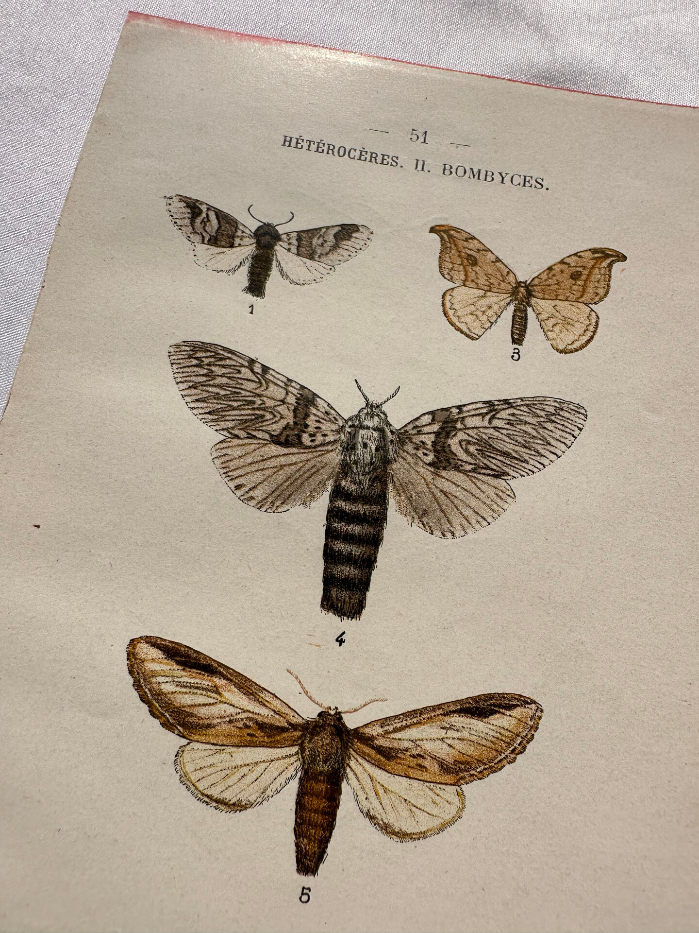 Naturalist engraving Butterfly 19th-century original botanical poster 1800