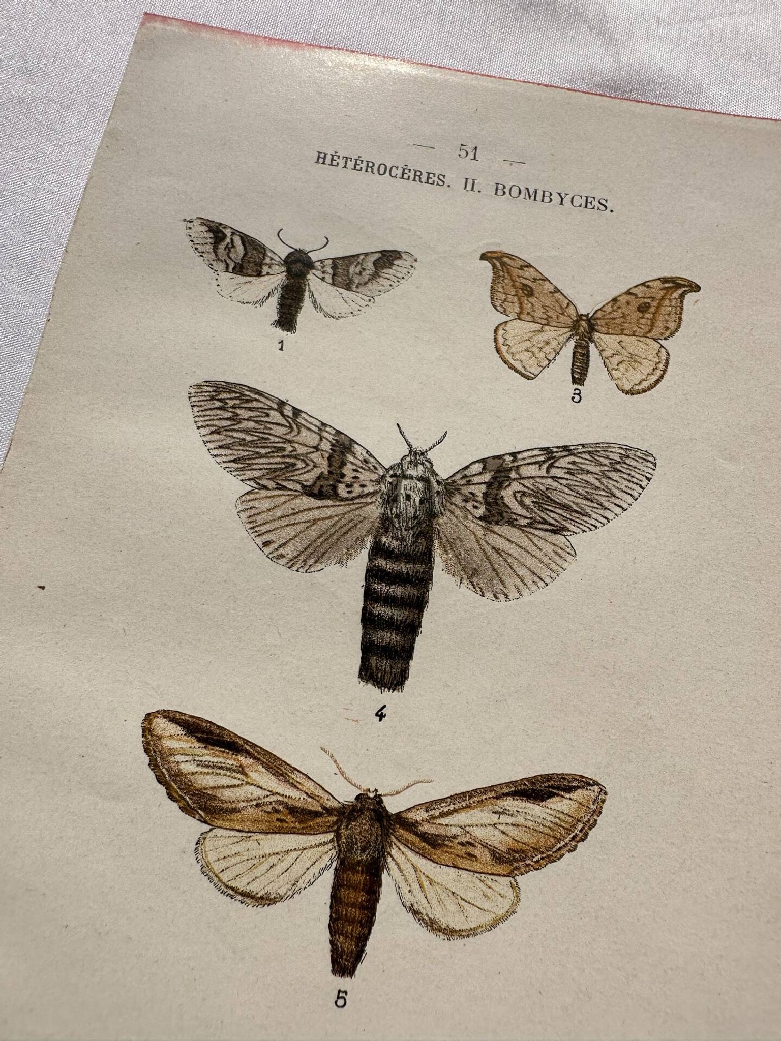 Naturalist engraving Butterfly 19th-century original botanical poster 1800