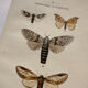 Naturalist engraving Butterfly 19th-century original botanical poster 1800