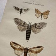Naturalist engraving Butterfly 19th-century original botanical poster 1800