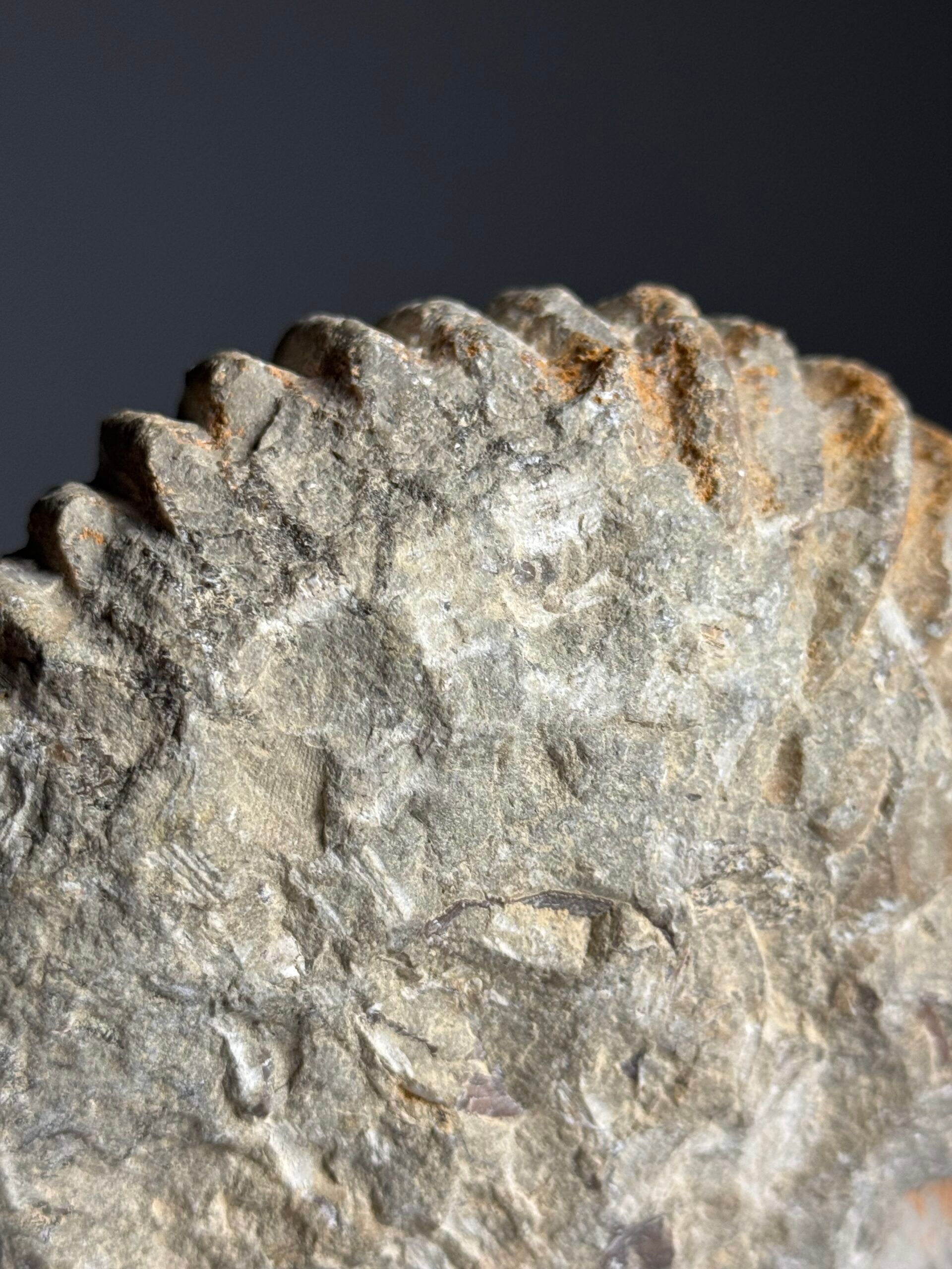 Fossile d'ammonite sur support