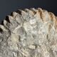 Fossile d'ammonite sur support