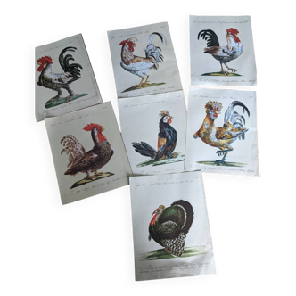 7 bird illustrations: roosters