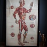 Anatomical poster