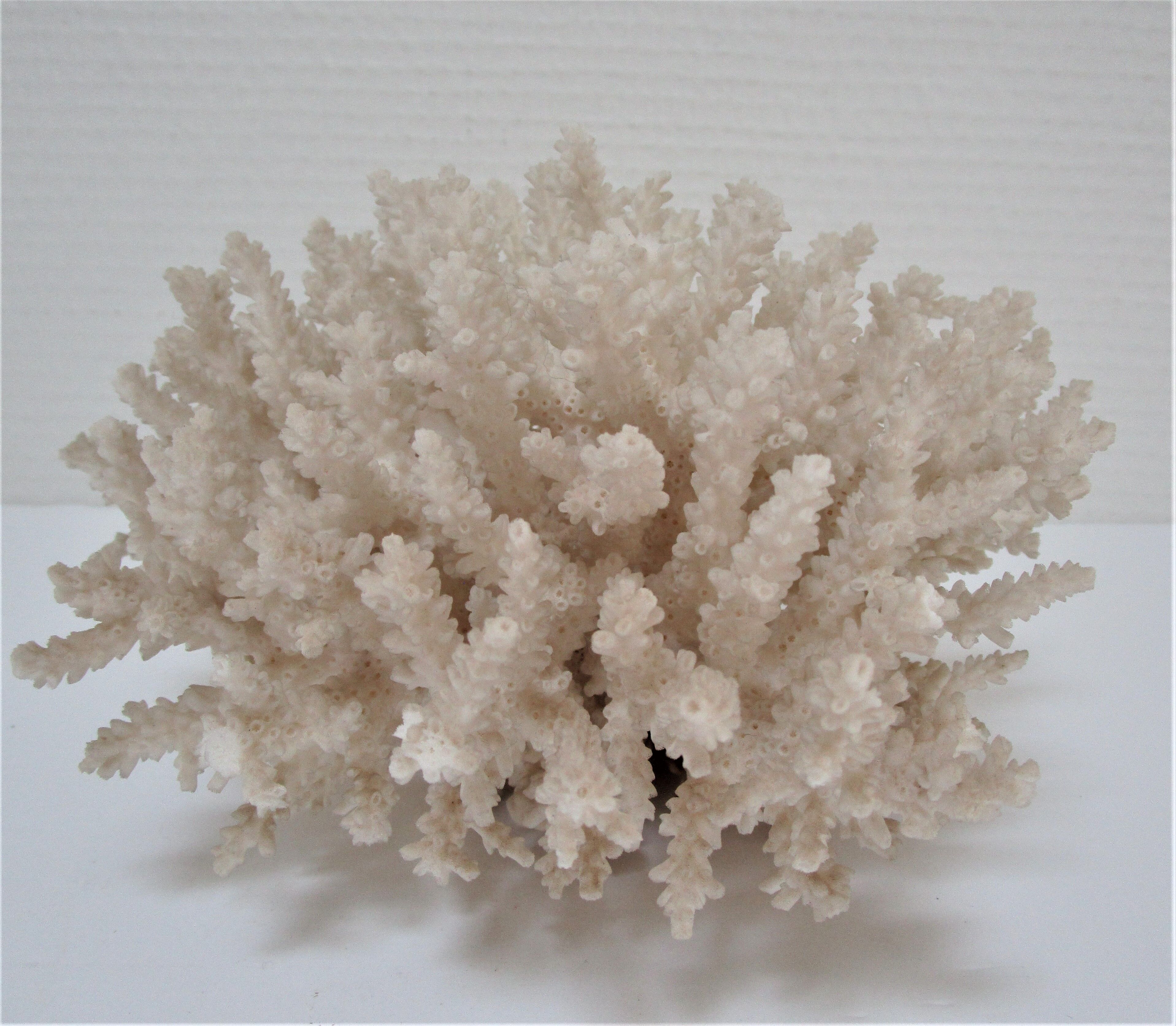Buisson de corail blanc vintage