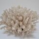 Buisson de corail blanc vintage