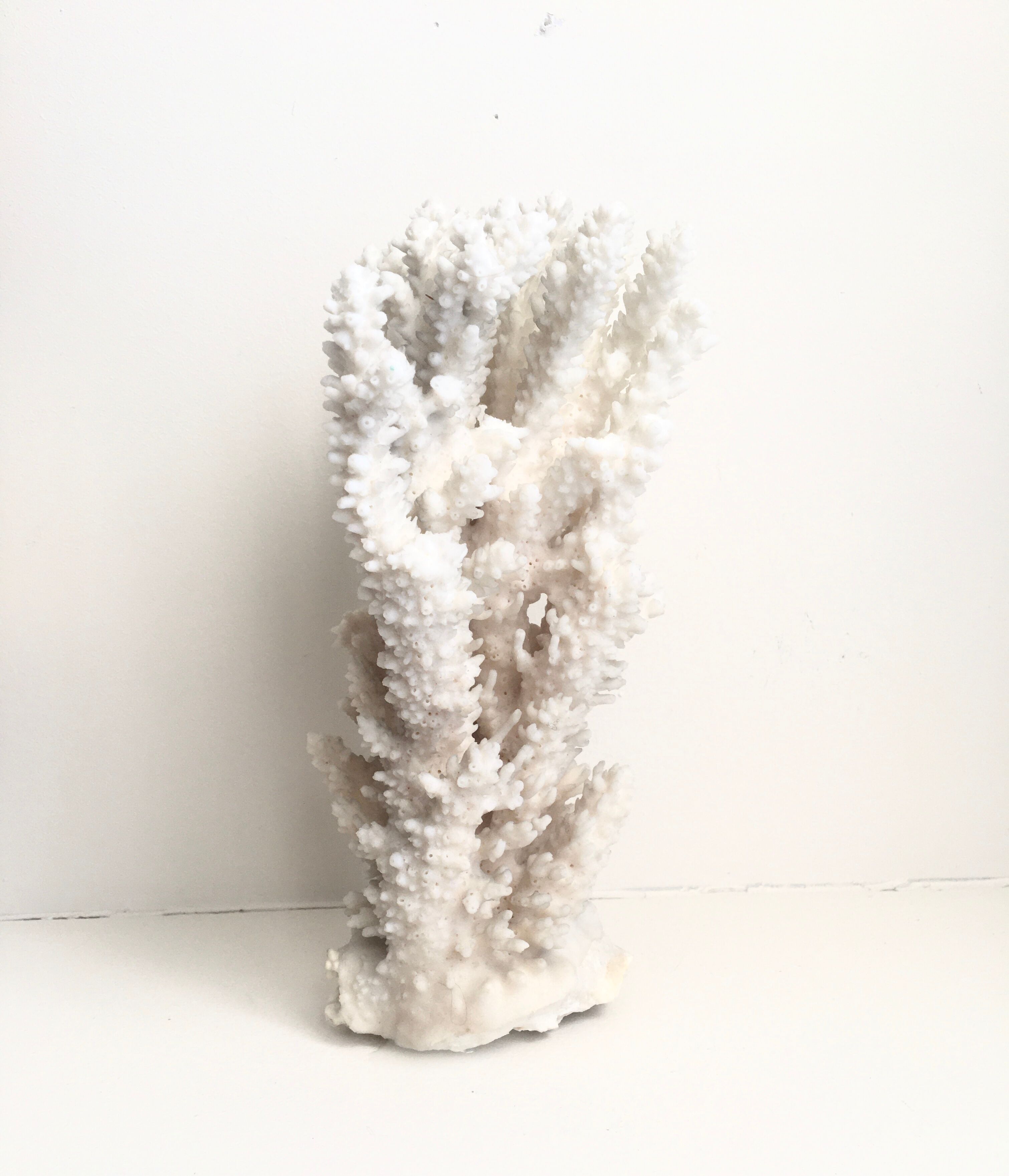 20 cm coral