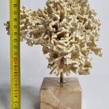 Antique White Coral on Marble Base, Height 20 cm