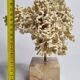 Antique White Coral on Marble Base, Height 20 cm
