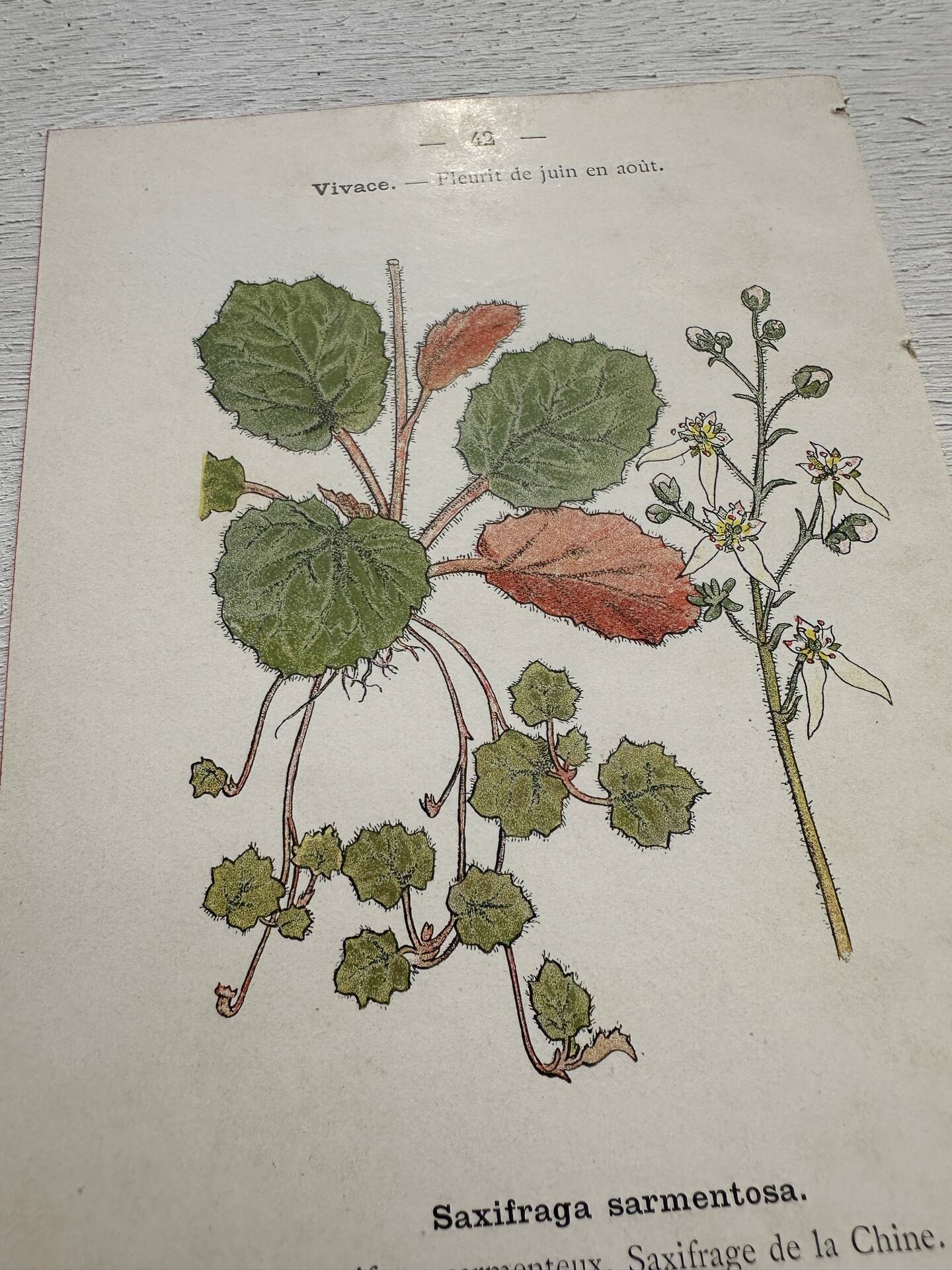 Botanical Plate 1800 Old naturalist engraving 19th century double-sided