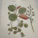 Botanical Plate 1800 Old naturalist engraving 19th century double-sided