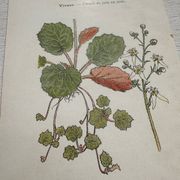 Planche Botanique 1800 Gravure naturaliste ancienne 19eme recto verso
