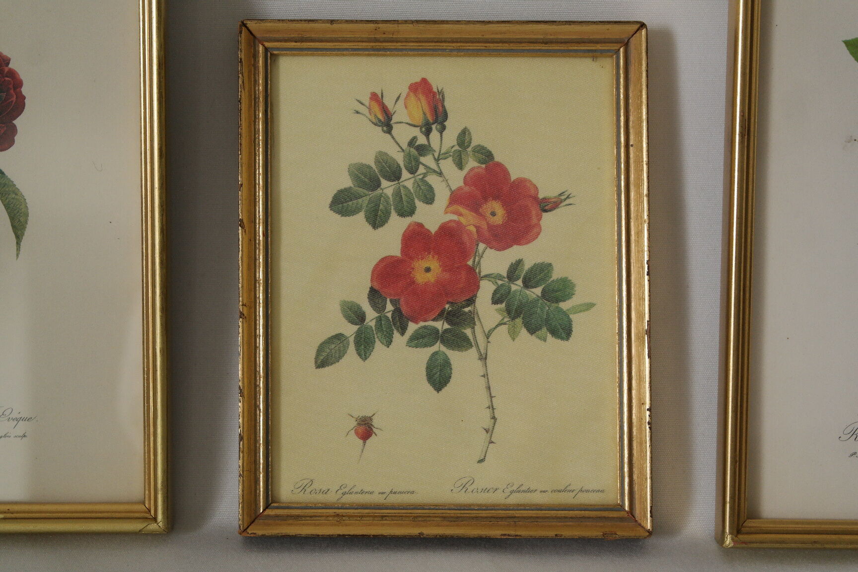 lithographies de botanique roses vintage