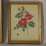 vintage pink botany lithographies