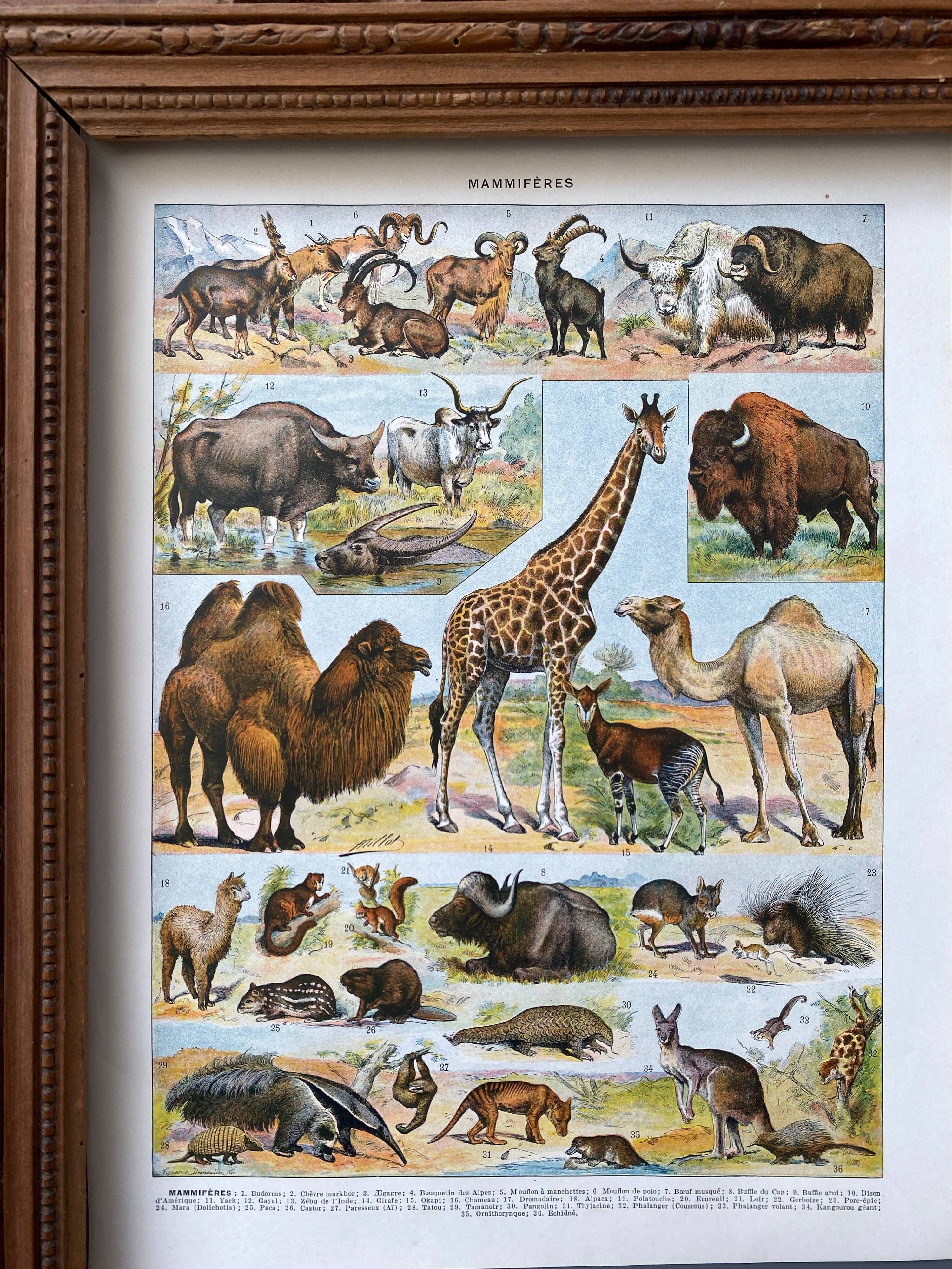 Illustration Millot "Mammals"