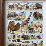Illustration Millot "Mammals"