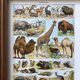 Illustration Millot "Mammals"