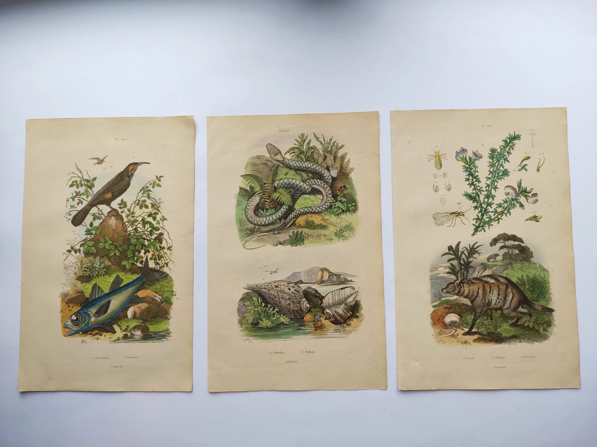 3 Antique Engravings from 1839 - Set of 3 Hand-Colored Plates