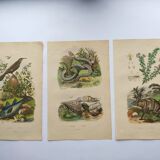 3 Antique Engravings from 1839 - Set of 3 Hand-Colored Plates
