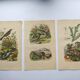 3 Antique Engravings from 1839 - Set of 3 Hand-Colored Plates
