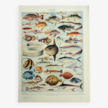 Gravure ancienne 1928, Poissons, océan, animaux marins, faune • Lithographie, Planche originale