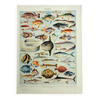 Gravure ancienne 1928, Poissons, océan, animaux marins, faune • Lithographie, Planche originale
