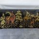 Coffee table signed lasco