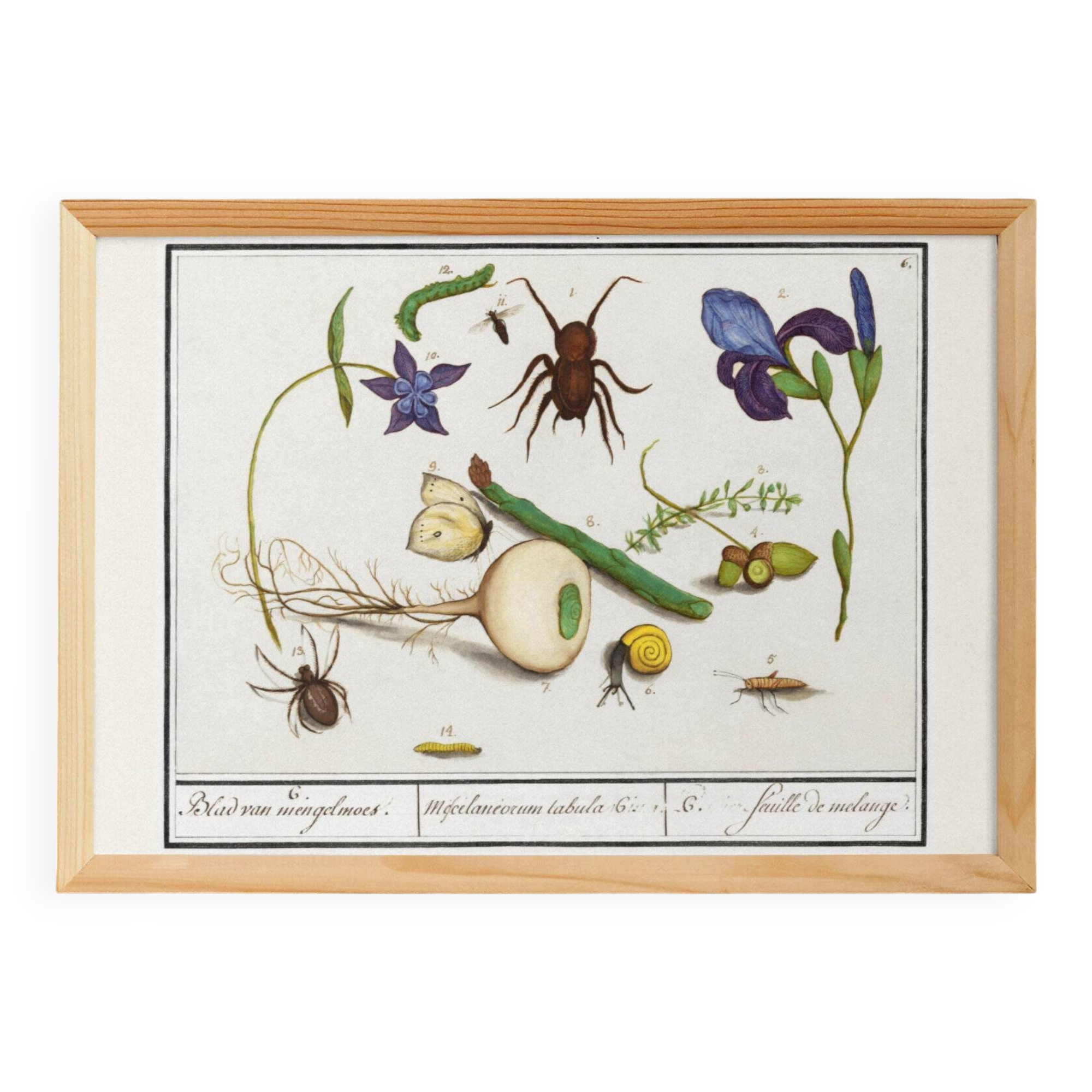 Small poster on “Insects and plants”, based on an old engraving