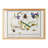 Small poster on “Insects and plants”, based on an old engraving