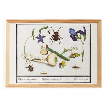 Petite affiche sur « Insectes et plantes », d’après une gravure ancienne