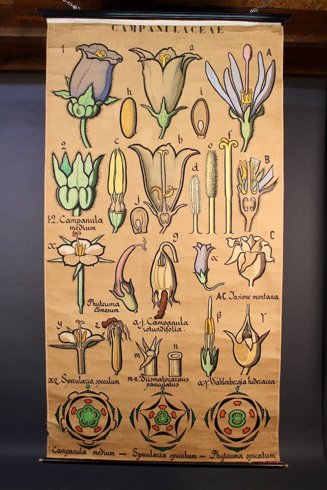 Educational poster, botanical chart of CAMPANULACEAE