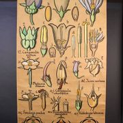 Educational poster, botanical chart of CAMPANULACEAE