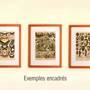 Gravure ancienne 1928 - Œufs par A. Millot - planche zoologique vintage