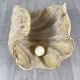 Shell-shaped coffee table in carved wood, 20th century