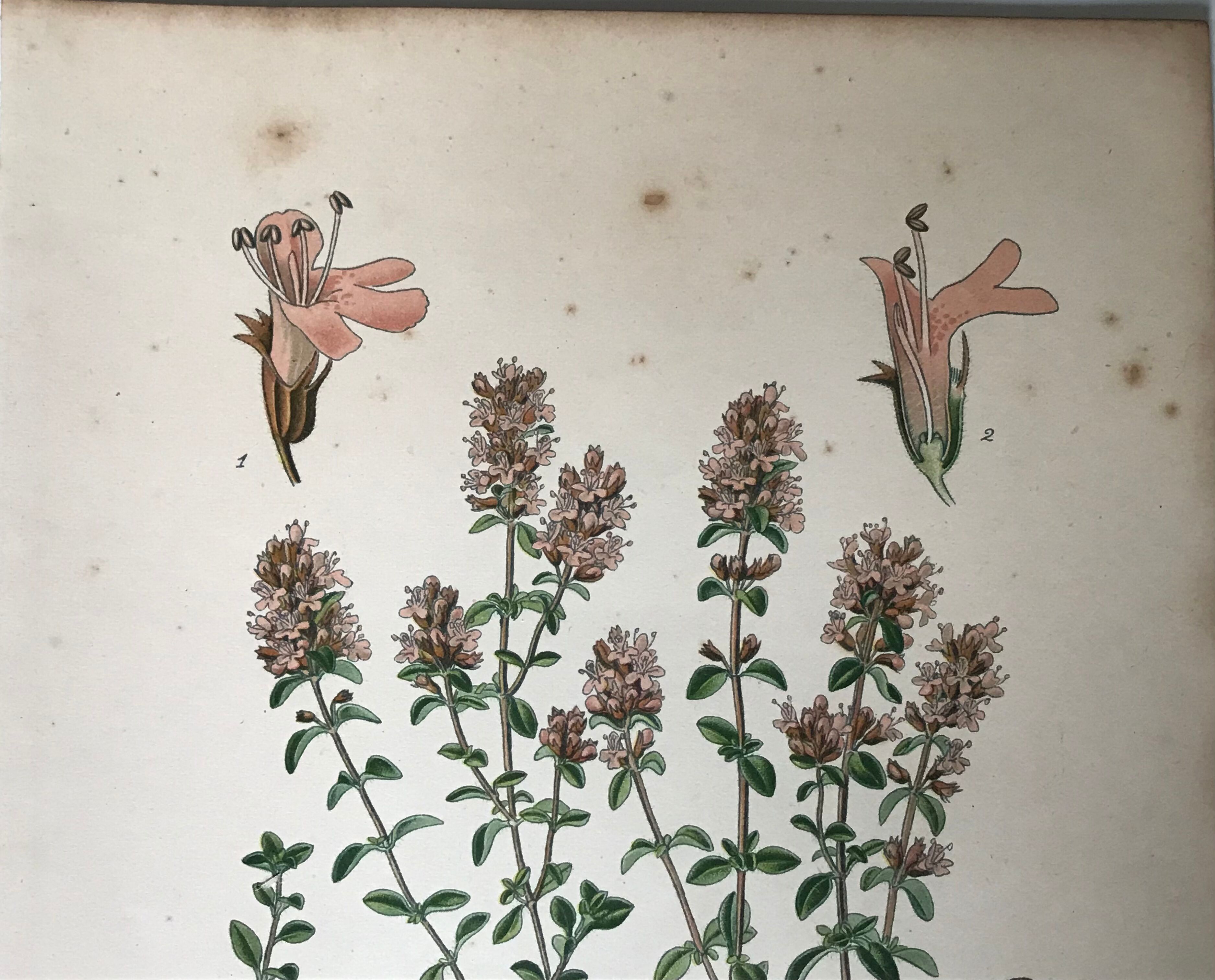 Three botanical plates xixth