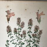 Three botanical plates xixth