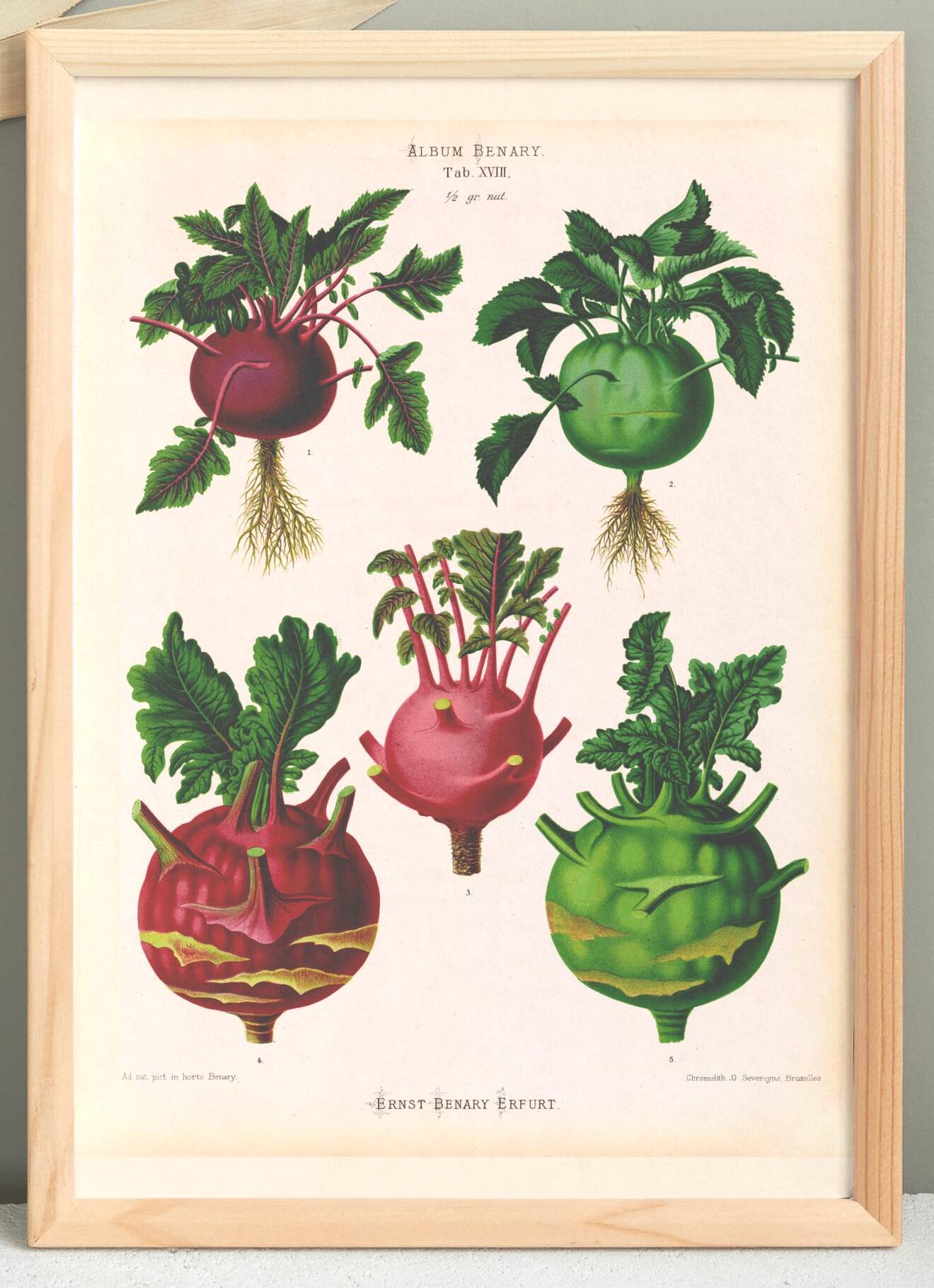 Poster about kohlrabi, based on an old engraving from 1886.