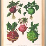 Poster about kohlrabi, based on an old engraving from 1886.