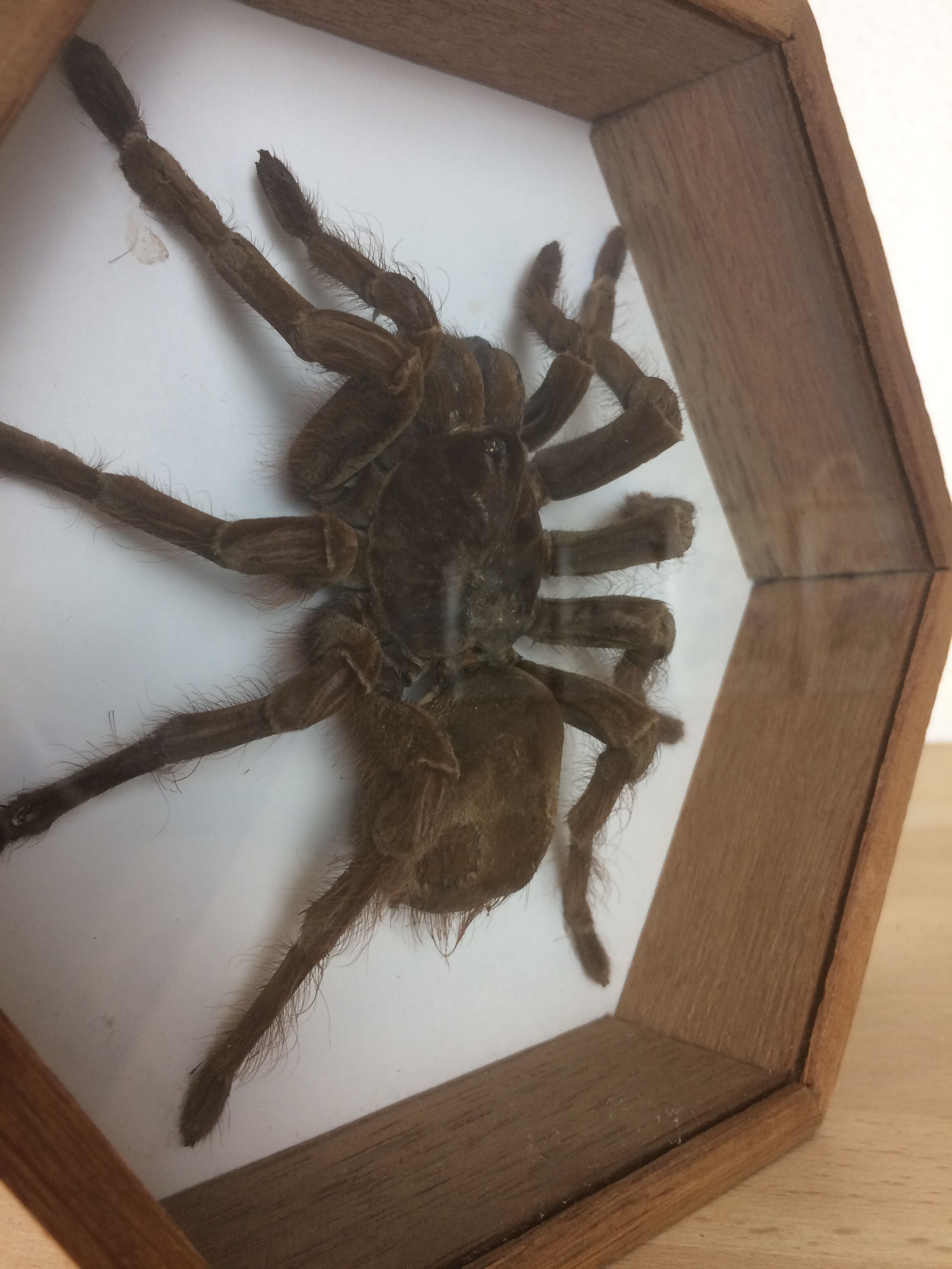 Naturalized mygal spider under hexagonal frame